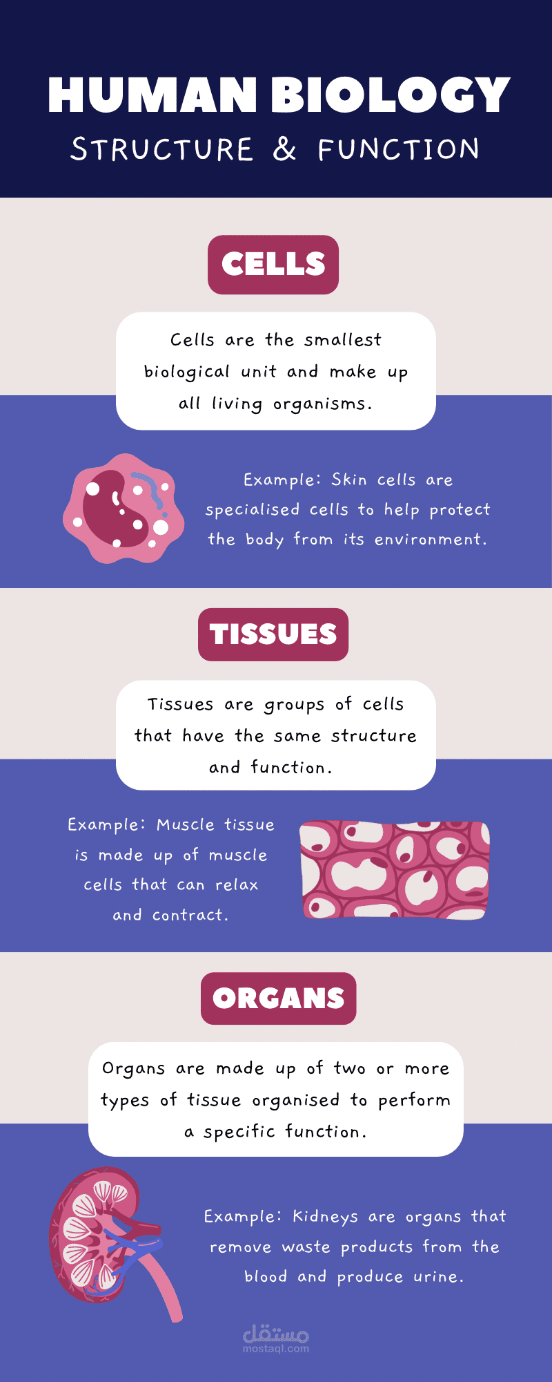 Human Biology Poster: Structure & Function Summary