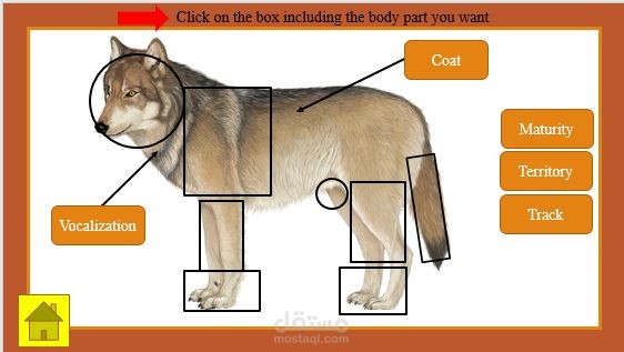 تمييز الذئب