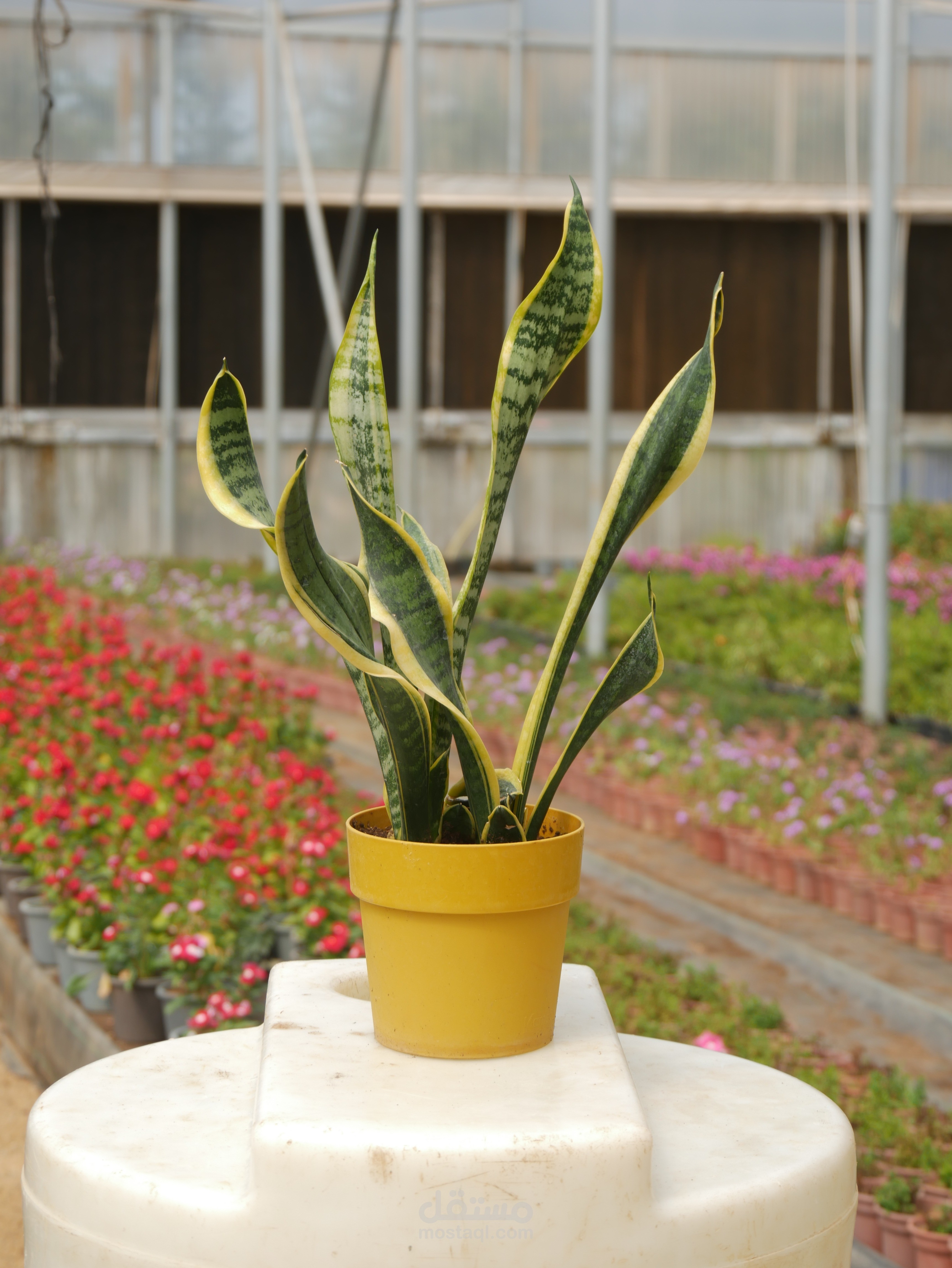 فيديو  تعريفي  لاحد المشاريع