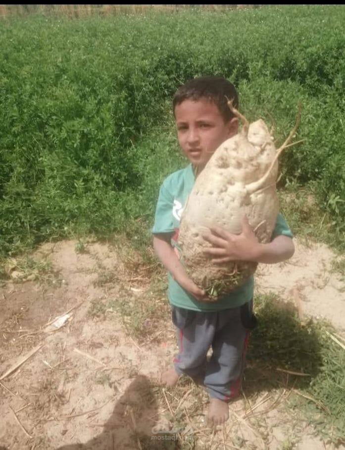 اعلان اسمده لشركه زراعيه