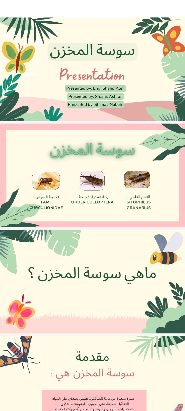 تصميم باور بوينت  لسوسة المخزن