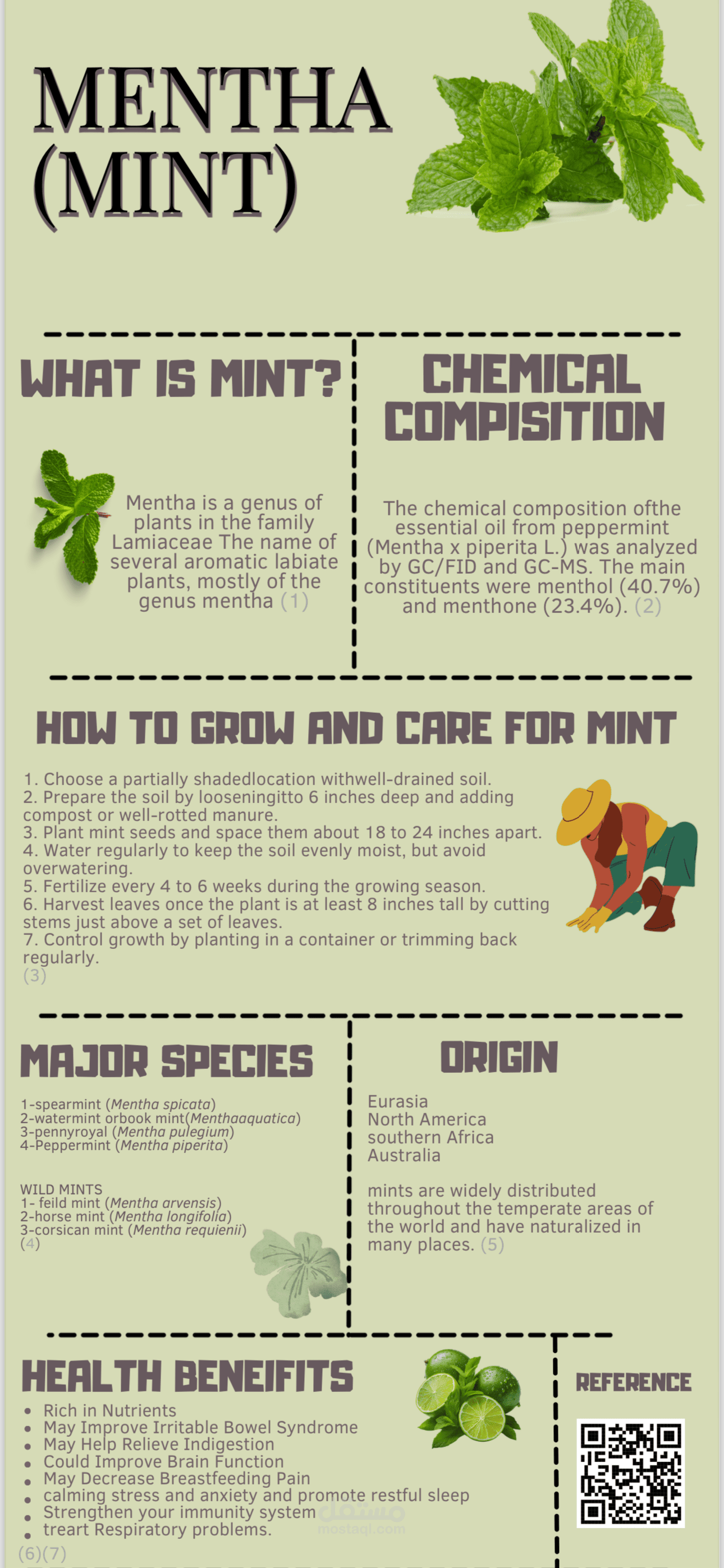 Mentha (Mint)