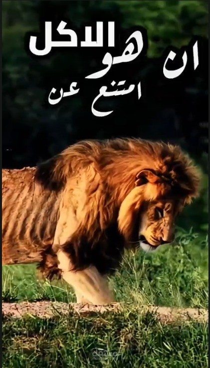 مونتاج لفيديو ريلز وثائقي