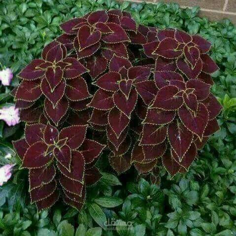 إعلان جذّاب باللّهجة المصرية.