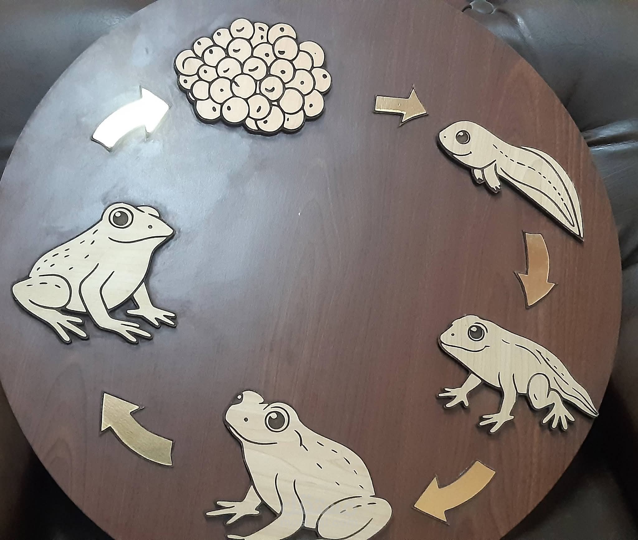 frog life cycle