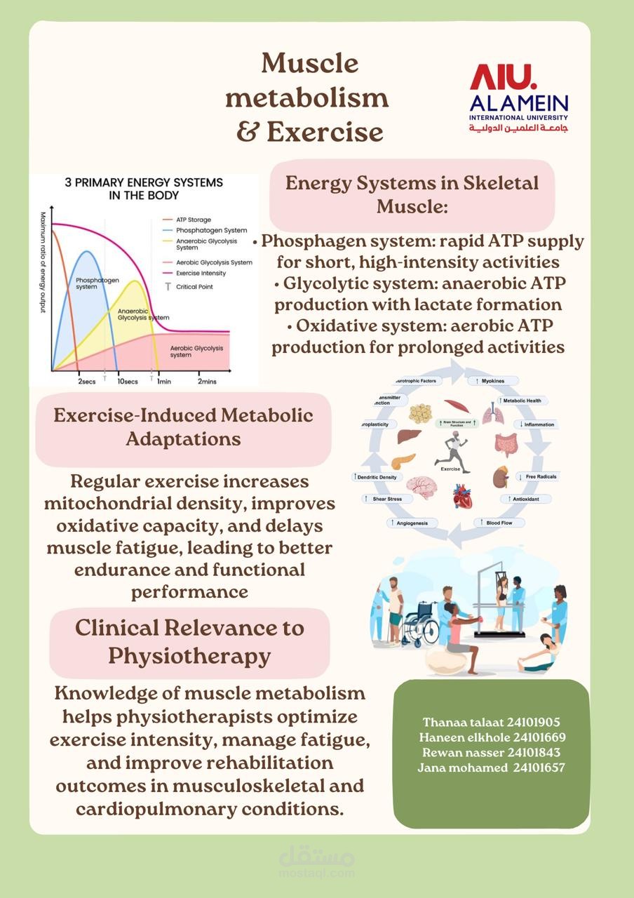عمليات الأيضية في العضلات