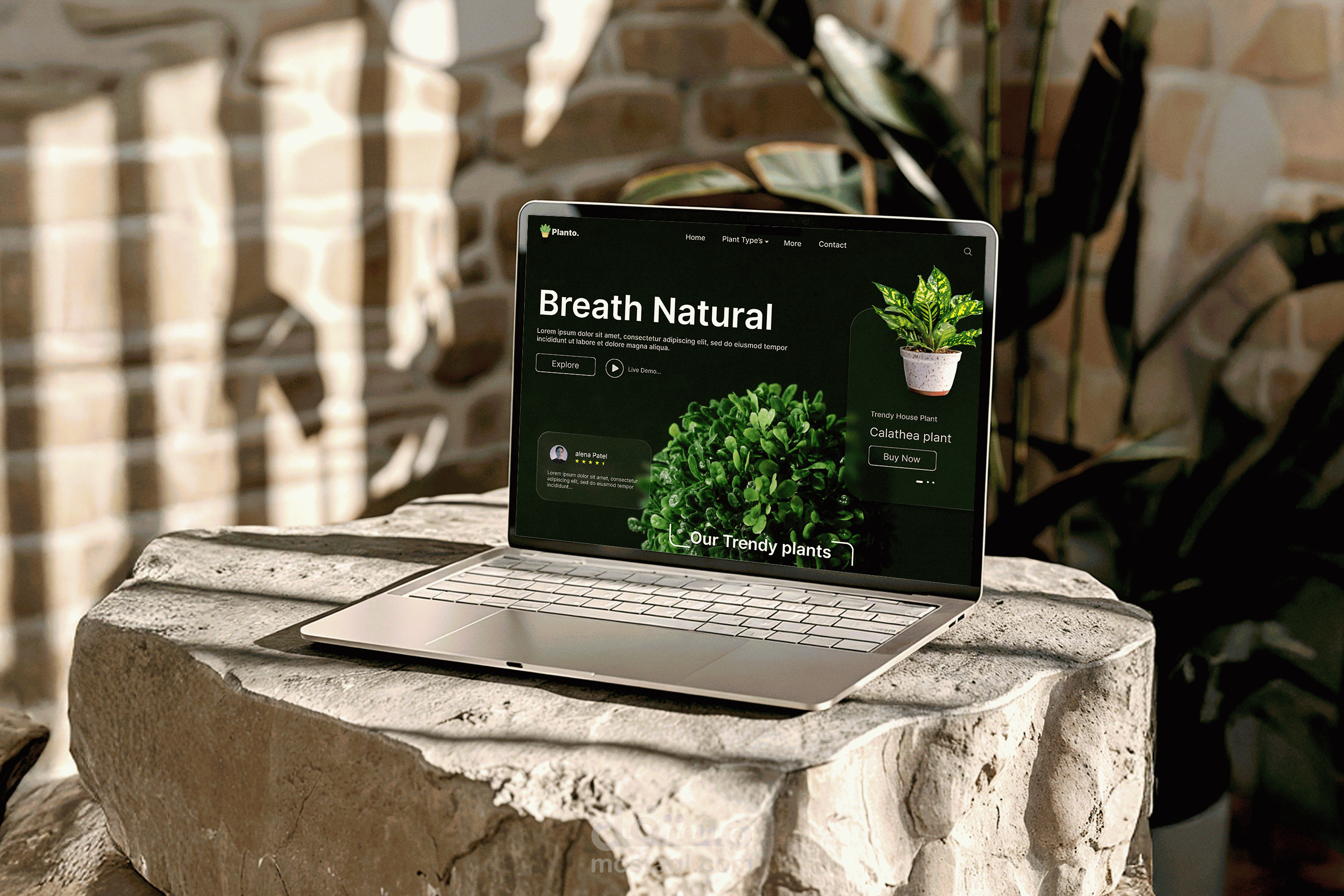 Plant Store - Web Design - UI/UX