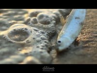 the city film