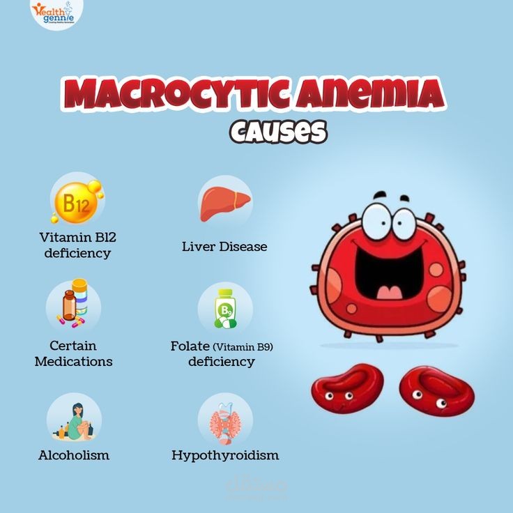 Macrocytic anemia script video