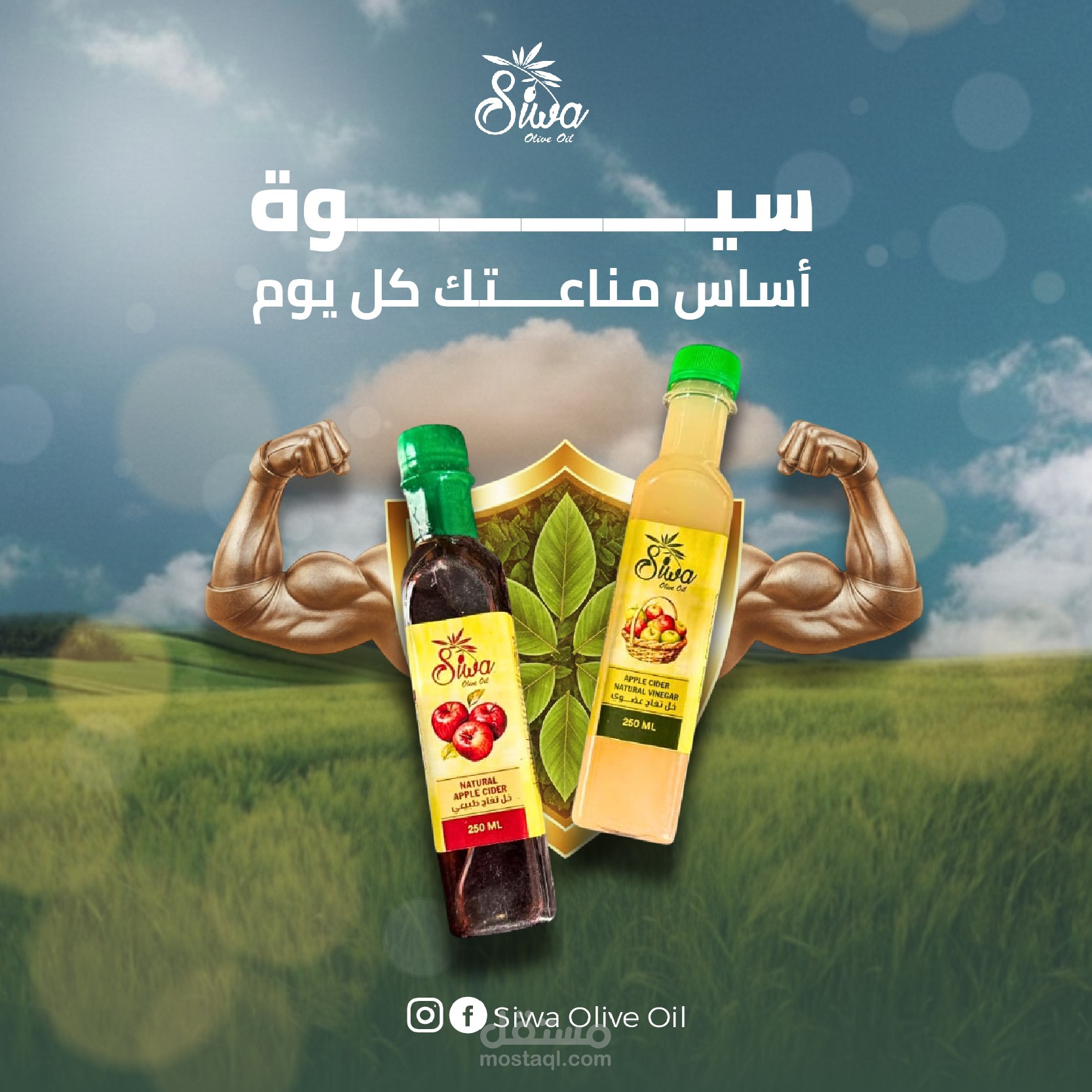 Siwa Olive Oil Project