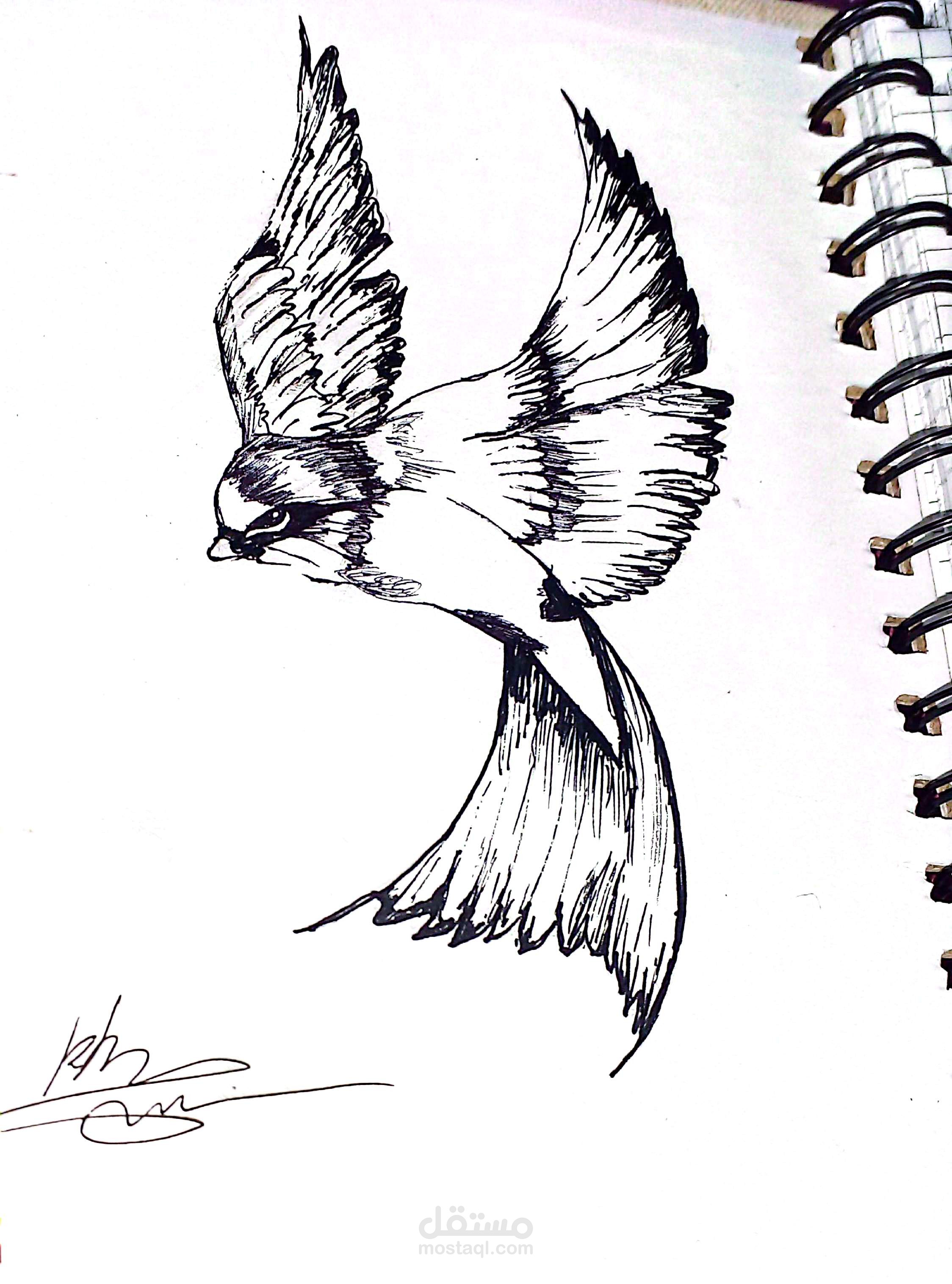 رسم توضيحي لطائر بتفاصيل دقيقة