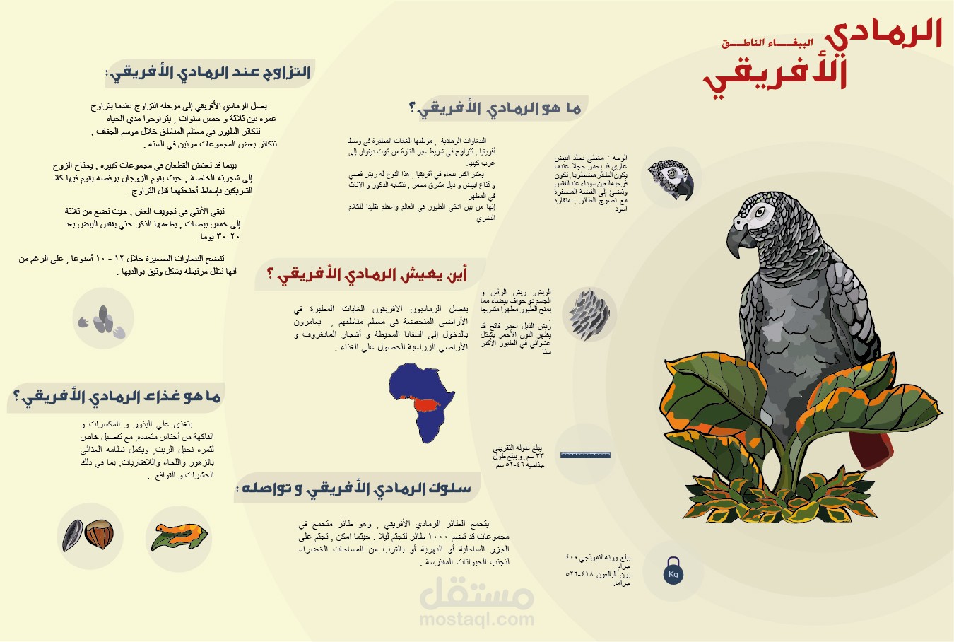 انفوجراف عن ببغاء الكاسكو