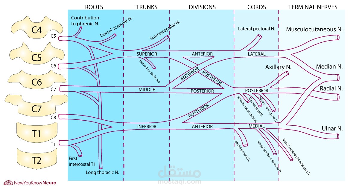 (شرح مبسط للضفيرة  العصبية المغذية للطرف العلوي من الجسم) او ما تسمي Brachial plexus