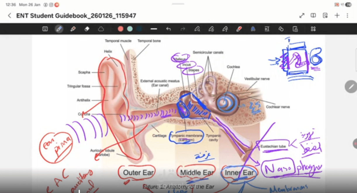 شرح كتاب مرجع لعلم الانف والاذن والحنجرة من قسم بجامعة بكندا لطالبة عربية