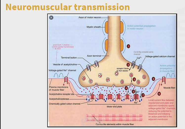 إدارة محتوى رقمي متكامل (إدخال بيانات - ترجمة - صياغة مقالات