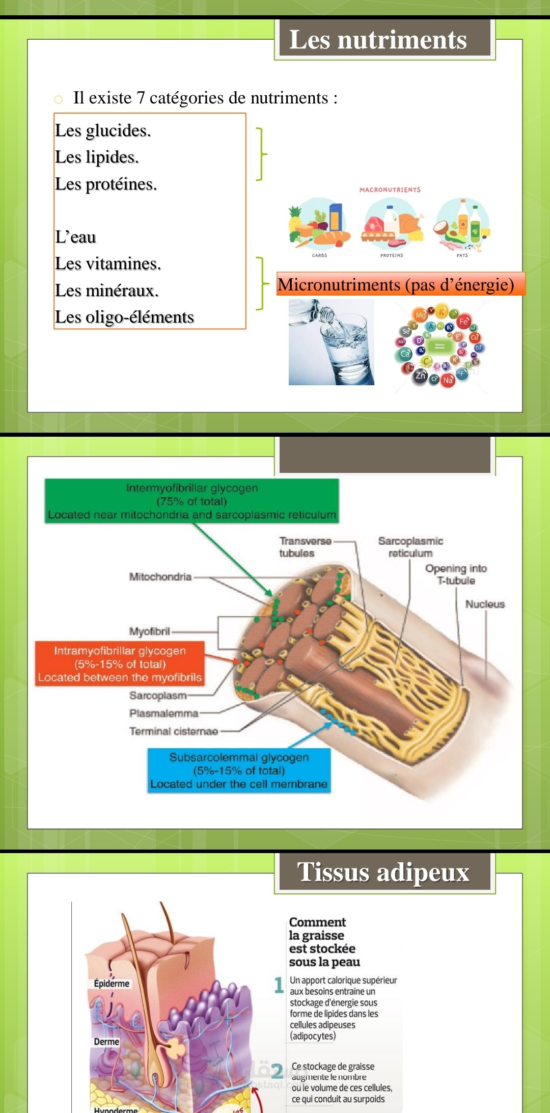 تصميم وإعداد فصل دراسي في التغذية الرياضية للأكاديمية التونسية IFBB Pro League