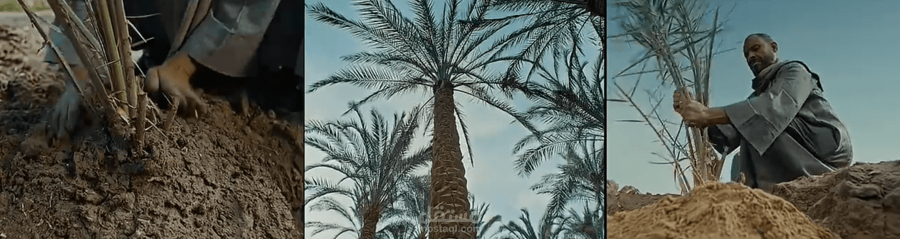 تجربة أداء لإعلان تمور الطحان