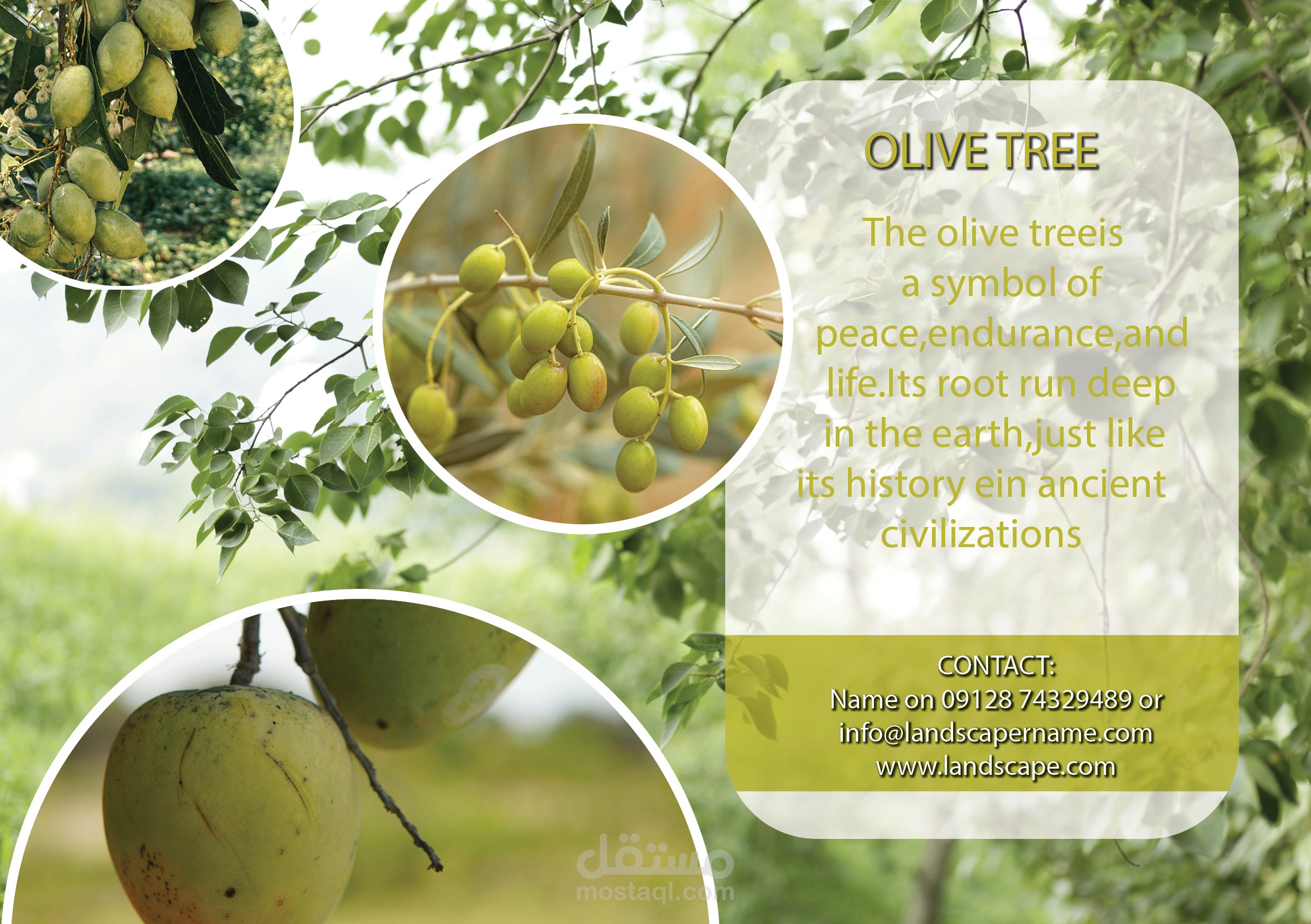 تصميم منشور "شجرة الزيتون" (Olive Tree)
