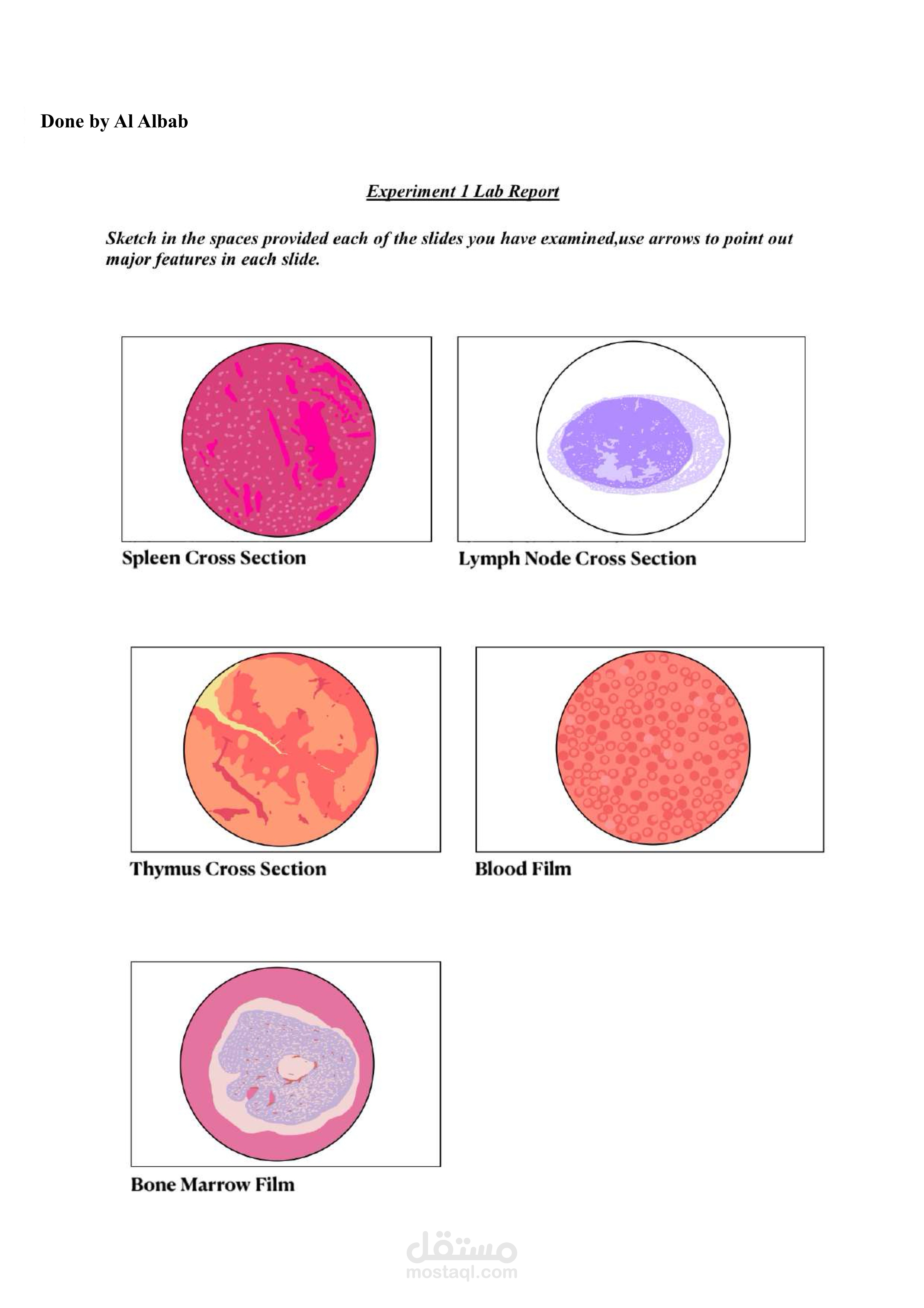 كتابة تقرير علمي (رسم الأنسجة)