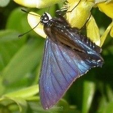 Butterfly-Image-Classification-