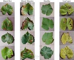 تصنيف صور النبات لتحديد صحته