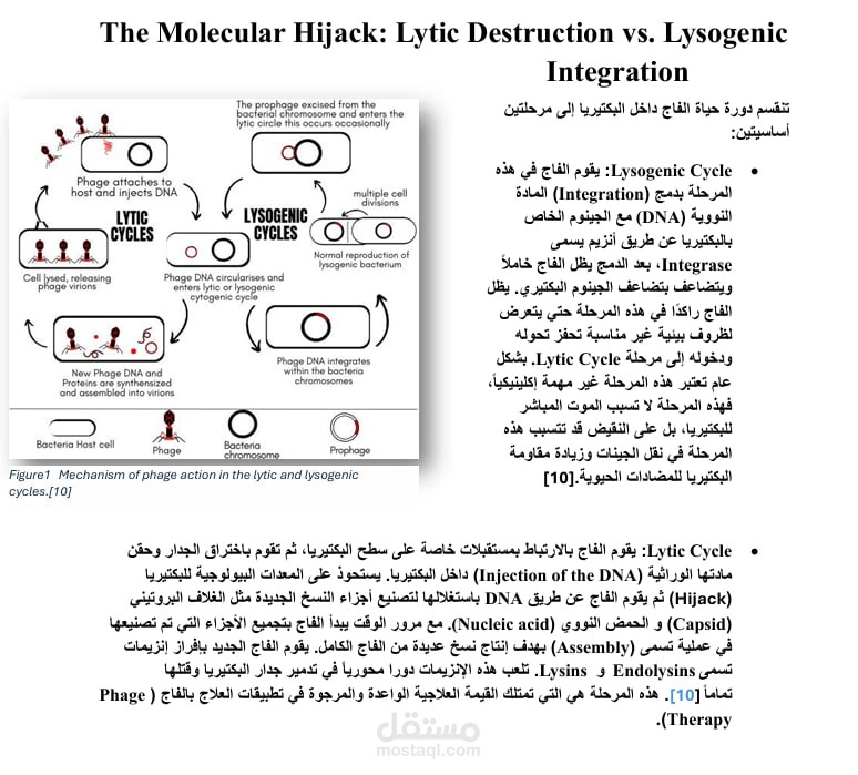 علاج البكتيريا المقاومة (AMR) باستخدام "الفاج" (Phage Therapy) كبديل للمضادات الحيوية.