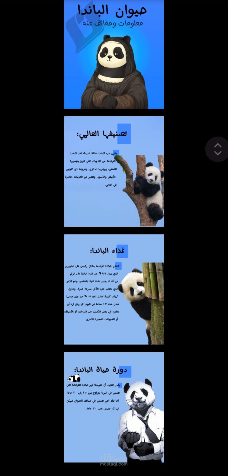 معلومات عن الباندا