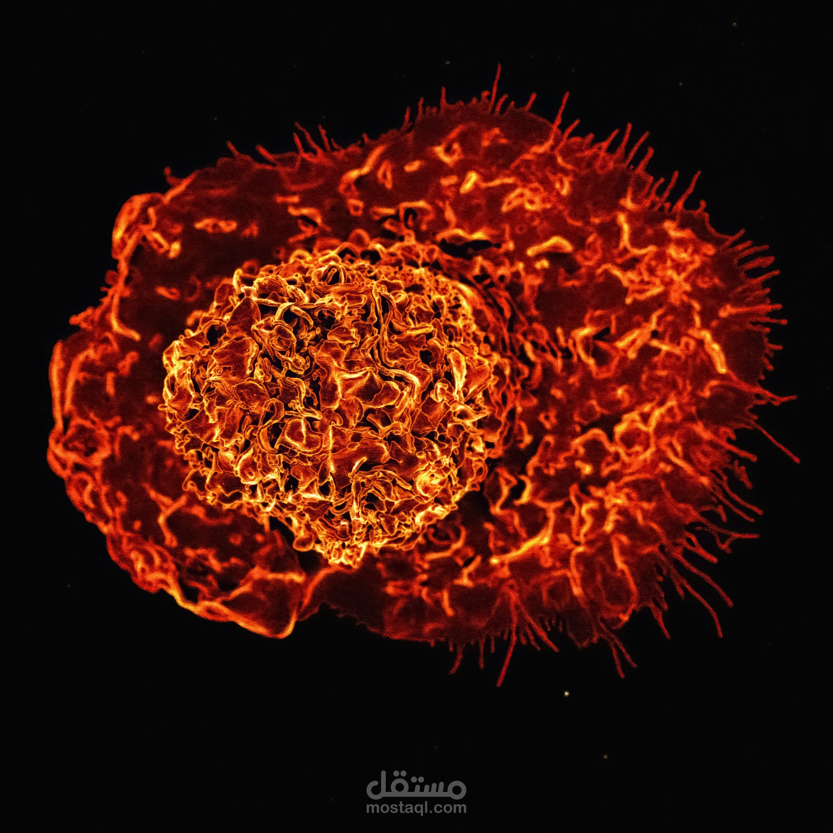 ترجمة مقال علمي