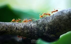 أداة تحسين مسارات النقل اللوجستية باستخدام خوارزمية مستعمرات النمل (Ant Colony Optimization)