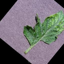 Tomato_Leaf_ Disease
