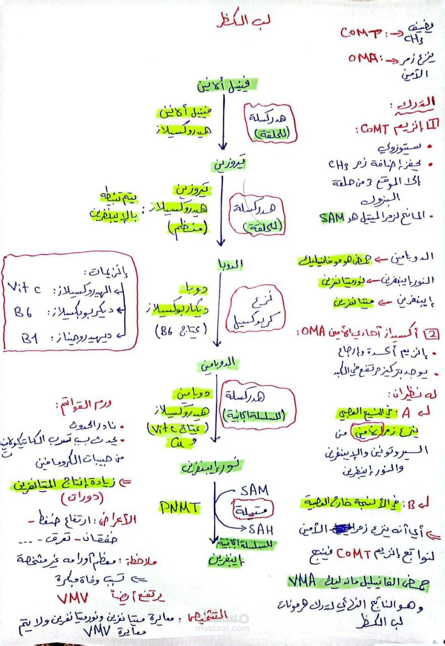 تلخيص وتنظيم محتوى طبي وعلمي (خرائط ذهنية).