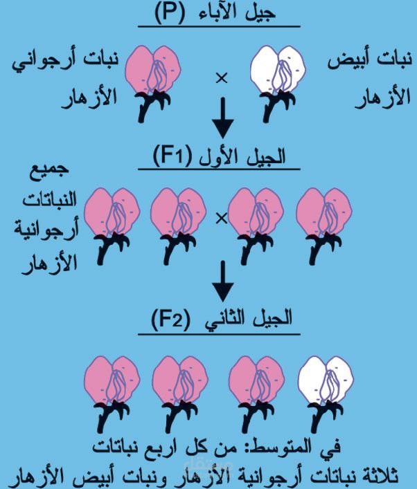 علم الوراثة3
