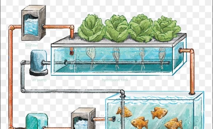 مقال علي عن الزراعة المائية