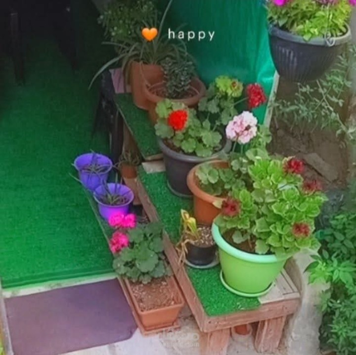 الغطاء الأخضر صديق الإنسان