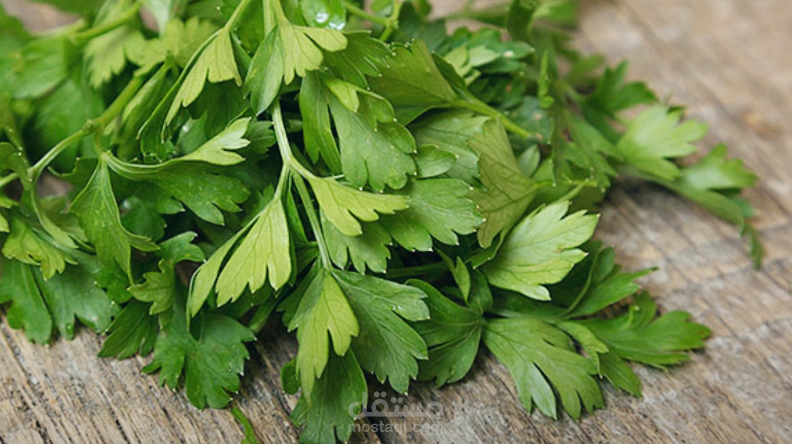 نموذج من مقالاتي بعنوان: فوائد البقدونس