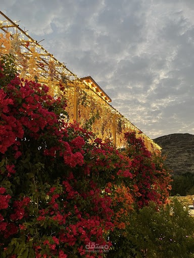 التصوير الفوتوغرافي الإبداعي: لوحة فنية لألوان الطبيعة والإضاءة (Twilit Harmony)