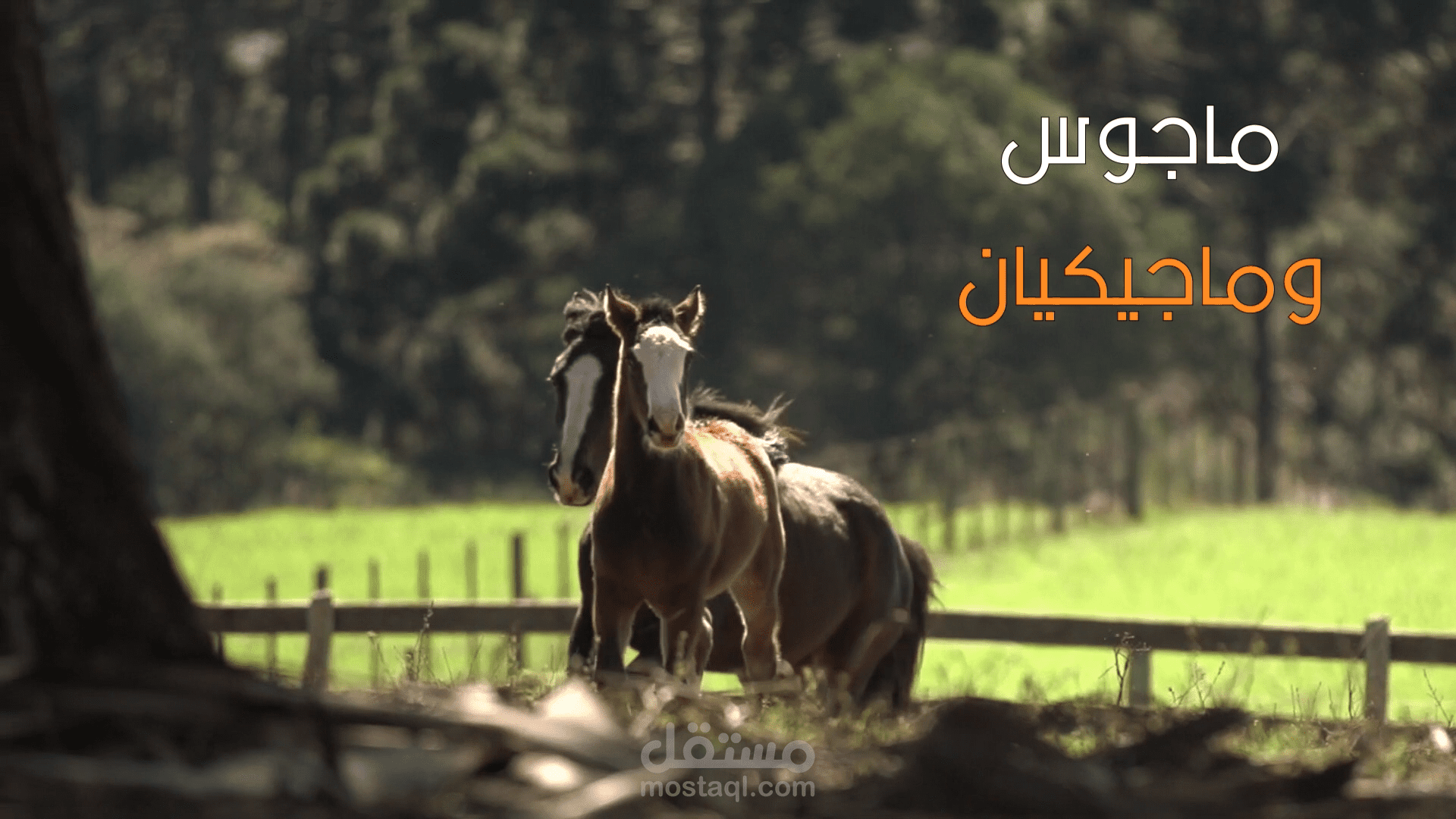 فيلم يحكي عن توئم خيل ماجوس وماجيكيان