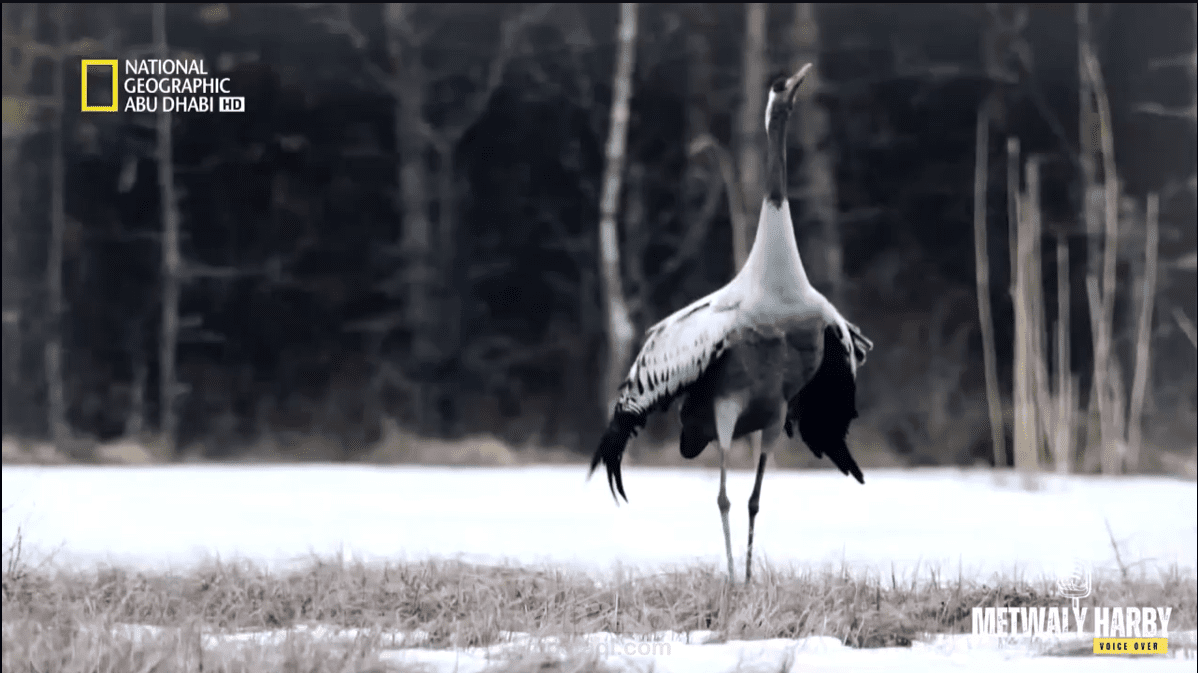 الحياة البرية - ناشيونال جيوغرافيك ابوظبي