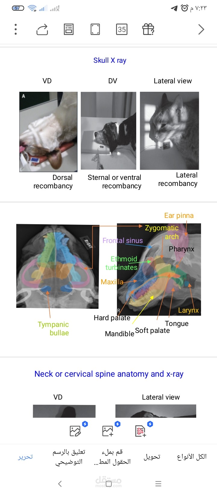 Animal position x ray