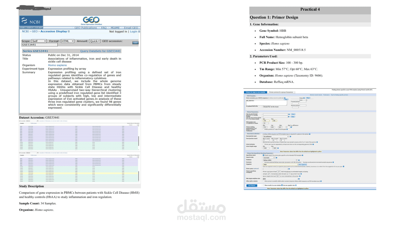 تحليل التعبير الجيني لمرضى الخلايا المنجلية (NCBI GEO) وتصميم البادئات الجينية (Primer Design) للتحقق المخبري