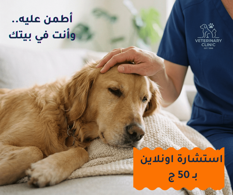 إدارة حملة إعلانية متكاملة لعيادة بيطرية أونلاين (PetsWorld) - زيادة التفاعل وجلب العملاء.