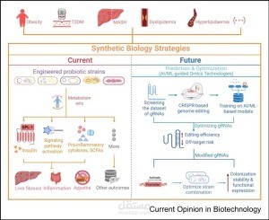 Engineering microbial therapeutics for metabolic disorders: synthetic biology strategies and future direction