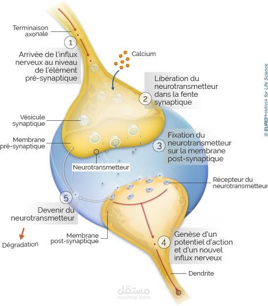 transmission synaptique