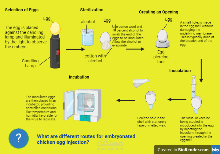 Professional Illustration of Embryonated Chicken Egg Inoculation for Virology Applications