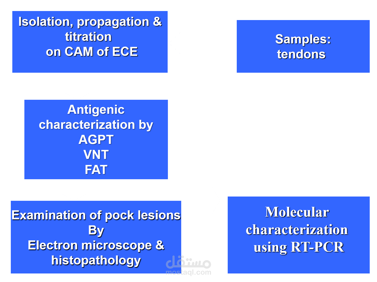 Scientific Workflow for Avian Reovirus Isolation and characterization