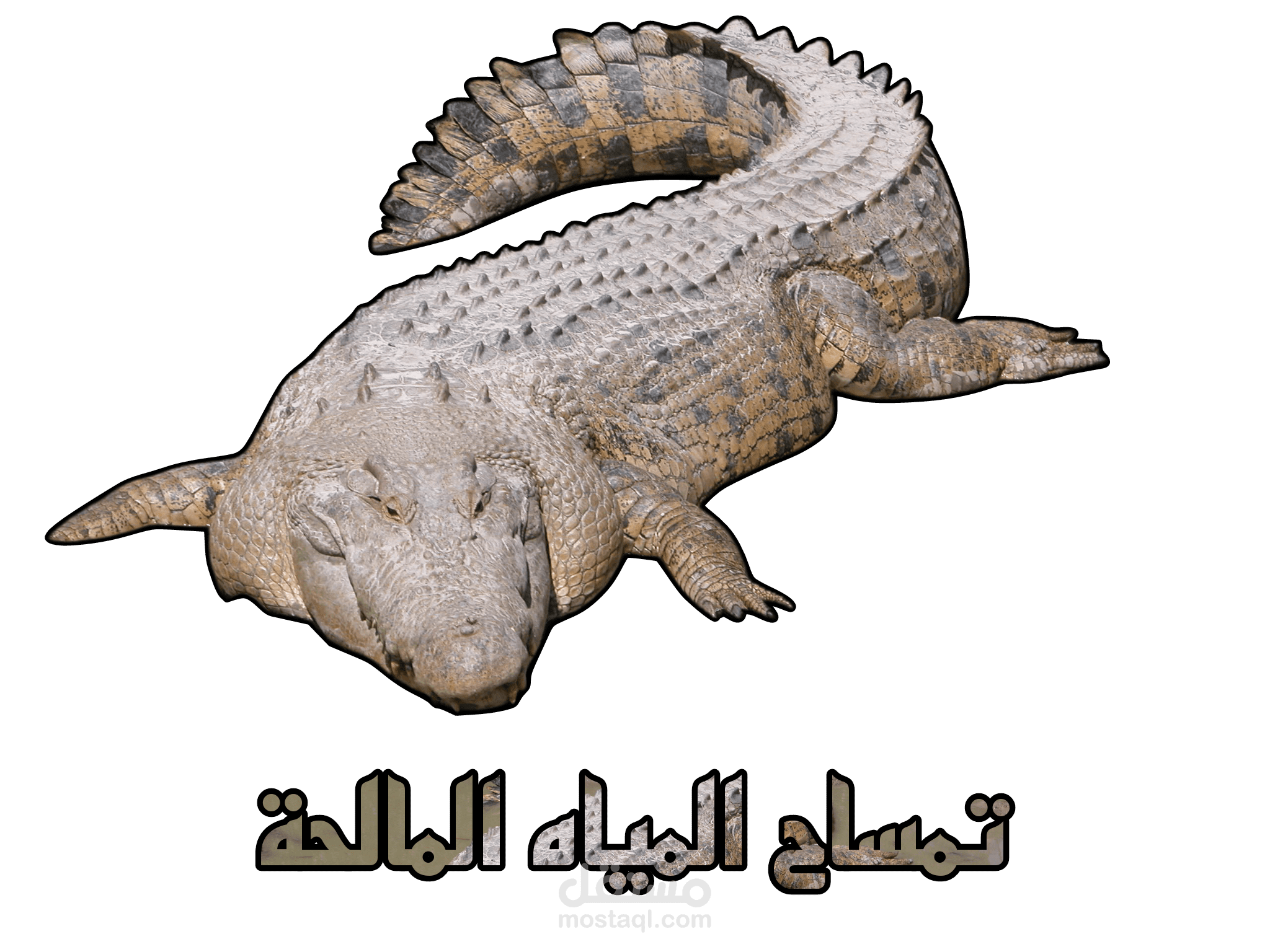 وثائقي تمساح المياه المالحة