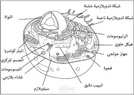 تحويل الصورة لطباعتها من ملون الي ابيض واود لتكون واضحة