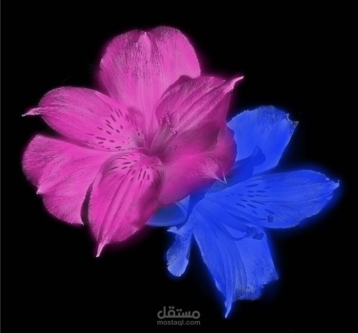 تصميم مقدمه فيديو (Intro) احترافيه