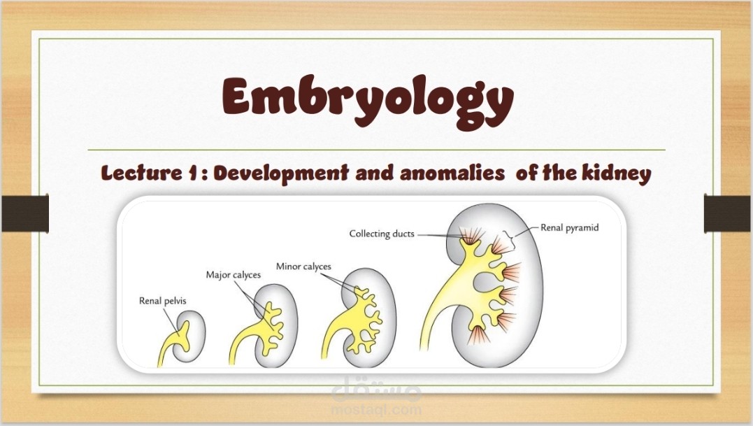 Development and anomalies of kidney
