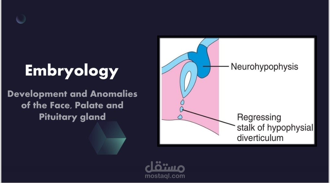 مراحل تكون الوجه والحلق في الجنين